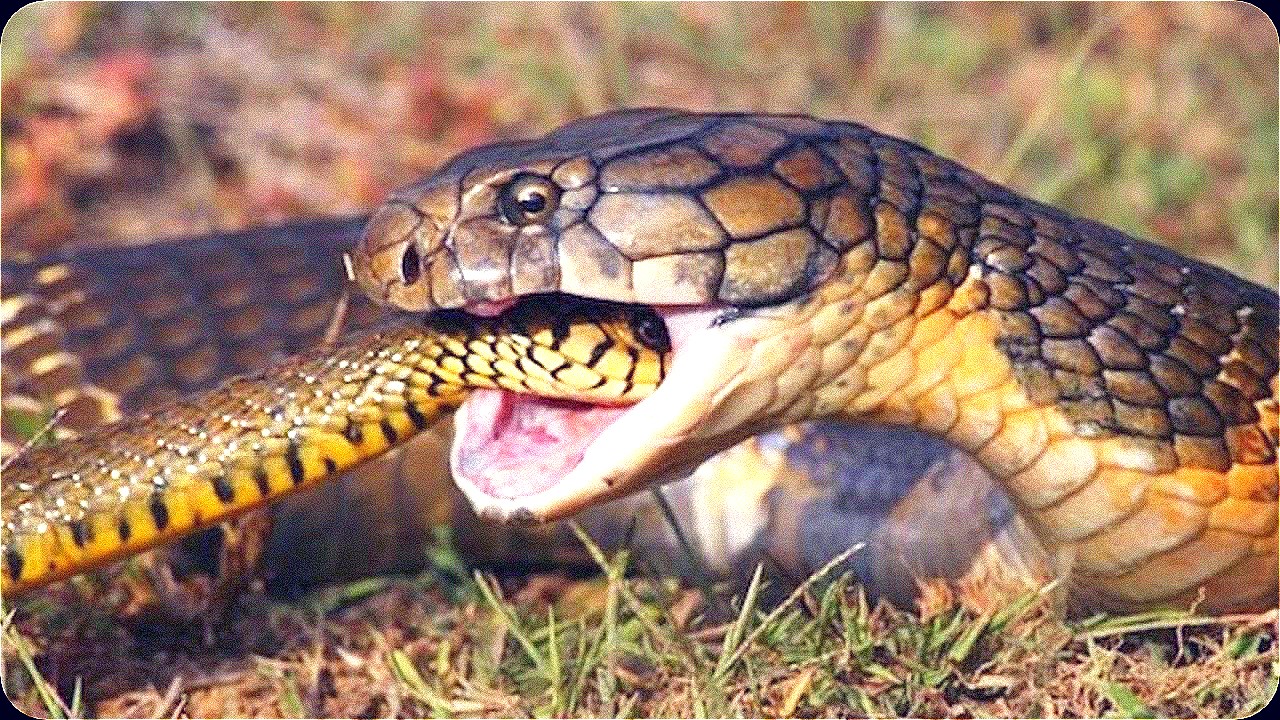 King Cobra The Ultimate Snake Eating Predator Of The Jungle Now Blog